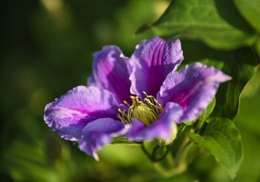 �1762606 �������(a): ����������:6144x4289